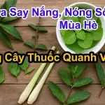 10 Bài Thuốc Dân Gian Từ Cây Lá Vườn Nhà Chữa Cảm Nắng Hiệu Quả