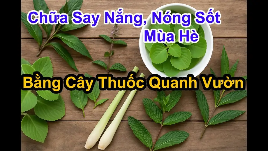 10 Bài Thuốc Dân Gian Từ Cây Lá Vườn Nhà Chữa Cảm Nắng Hiệu Quả